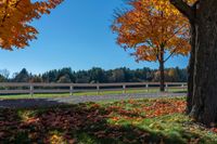 a field with trees and a fence in the distance with leaves all over it's ground