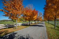 a paved country road lined with treetops next to a white fenced pasture area