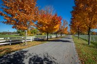 a paved country road lined with treetops next to a white fenced pasture area