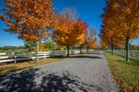 a paved country road lined with treetops next to a white fenced pasture area