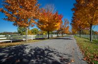 a paved country road lined with treetops next to a white fenced pasture area