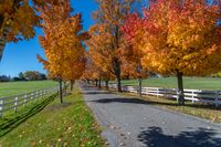 an open road lined with trees and white fences next to grass fields in the fall