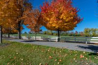 two trees with orange leaves stand in front of a white fence with a sky background