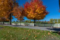 two trees with orange leaves stand in front of a white fence with a sky background