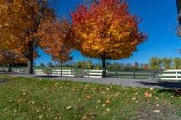 two trees with orange leaves stand in front of a white fence with a sky background