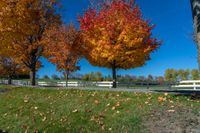 two trees with orange leaves stand in front of a white fence with a sky background