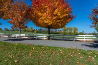 two trees with orange leaves stand in front of a white fence with a sky background