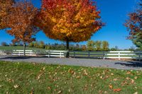 two trees with orange leaves stand in front of a white fence with a sky background