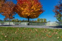 two trees with orange leaves stand in front of a white fence with a sky background