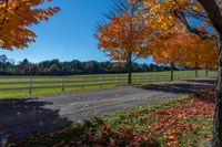 road in the fall with yellow trees near a fenced area and field behind it