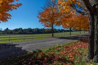 road in the fall with yellow trees near a fenced area and field behind it