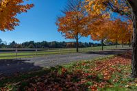 road in the fall with yellow trees near a fenced area and field behind it