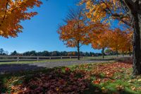 road in the fall with yellow trees near a fenced area and field behind it