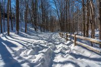 snowy pathway through an open wood area of the woods, with a wooden fence, near the trees in front