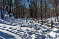 snowy pathway through an open wood area of the woods, with a wooden fence, near the trees in front