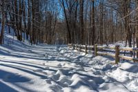 snowy pathway through an open wood area of the woods, with a wooden fence, near the trees in front