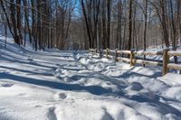 snowy pathway through an open wood area of the woods, with a wooden fence, near the trees in front