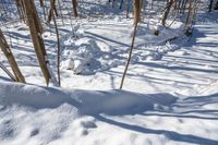 this is some snow in the woods and rocks and trees are covered by snow and a trail is shown