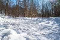 a person is skiiing on a trail in the snow, with trees behind them