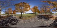 a tree with fall leaves and the sun shining through the branches, and with a circular panorama lens