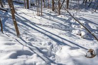 snow drifts up the side of a trail in the woods, creating interesting shadows on the snow