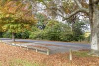 several trees that are by the side of a road in the leaves on the ground