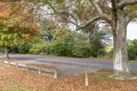 several trees that are by the side of a road in the leaves on the ground