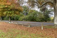 several trees that are by the side of a road in the leaves on the ground