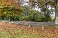 several trees that are by the side of a road in the leaves on the ground