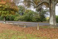 several trees that are by the side of a road in the leaves on the ground