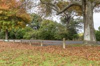 several trees that are by the side of a road in the leaves on the ground