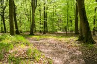 green and leafy forest with a path through the woods, with a tree on one side and trees at other