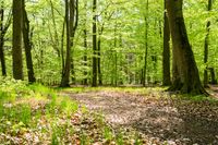 green and leafy forest with a path through the woods, with a tree on one side and trees at other