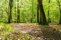 green and leafy forest with a path through the woods, with a tree on one side and trees at other