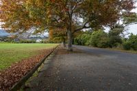 a beautiful leafy road next to the trees and a big tree with a mountain in the background