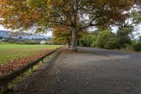 a beautiful leafy road next to the trees and a big tree with a mountain in the background