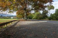 a beautiful leafy road next to the trees and a big tree with a mountain in the background