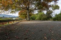 a beautiful leafy road next to the trees and a big tree with a mountain in the background