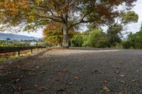 a beautiful leafy road next to the trees and a big tree with a mountain in the background