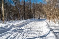 a path leads into a deep snow covered forest area on a sunny day with no clouds in the sky