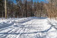 a path leads into a deep snow covered forest area on a sunny day with no clouds in the sky