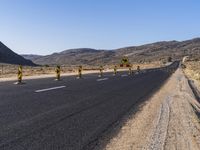 Rural Plain: A Road Lined with Vibrant Vegetation