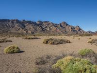 Rural Plain in Tenerife: A Grass-Covered Surface