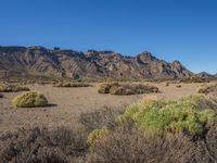 Rural Plain in Tenerife: A Grass-Covered Surface