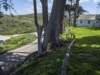 Rural Property in California, USA with Tree Vegetation 001