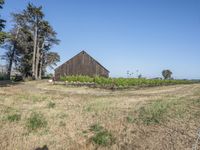 an old barn stands in the country side, with large trees behind it and a field below