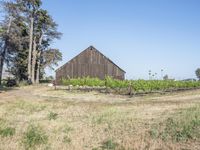 an old barn stands in the country side, with large trees behind it and a field below