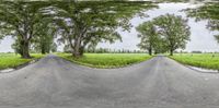 a rural road has two trees and a grassy field on either side of the curved road