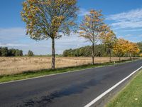 an empty rural road is covered in leaves on a sunny autumn day, with trees lining the roadside