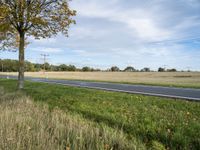 an empty country road that passes by a grassy field and tree with yellow leaves, near some trees